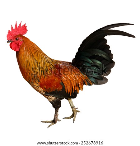Pic Of Cock 40