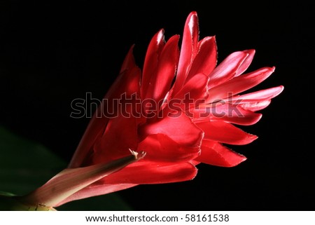 Ginger Flower Stock Photos, Images, & Pictures | Shutterstock