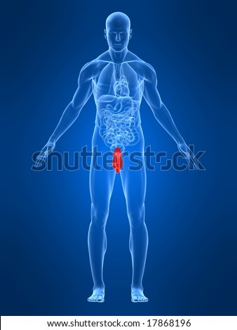 Human Penis Anatomy Stock Illustration 13949584 - Shutterstock