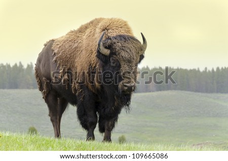 bison in grasslands of Yellowstone National Park in Wyoming in the United States of America - stock photo