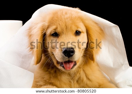  laying on and in a pile of soft, fluffy toilet paper. - stock photo