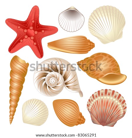 Sea-shell Stock Images, Royalty-Free Images & Vectors | Shutterstock