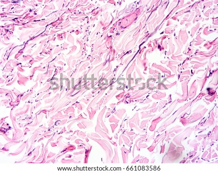 Histology Stock Images, Royalty-Free Images & Vectors | Shutterstock