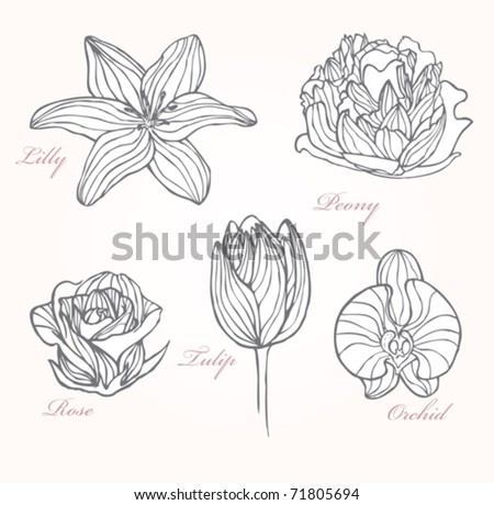 Set Flowers Stock Vector 71805694 - Shutterstock