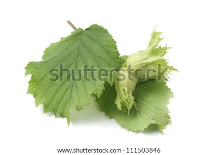 Hazelnut leaf Stock Photos, Hazelnut leaf Stock Photography, Hazelnut