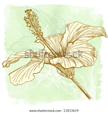Hibiscus flower vector hand draw