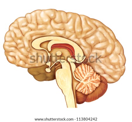 Cross Sectional Image Brain Stock Illustration 113804242 - Shutterstock