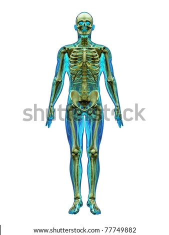 Anatomy Whole Body Stock Photos, Images, & Pictures | Shutterstock