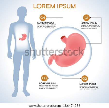 Stomach Stock Photos, Images, & Pictures | Shutterstock