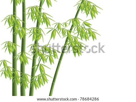 Illustration Bamboo Branches Collection On White Stock Vector 144172732