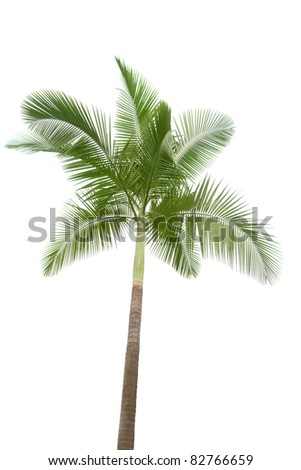 Palm tree isolated on white background - stock photo