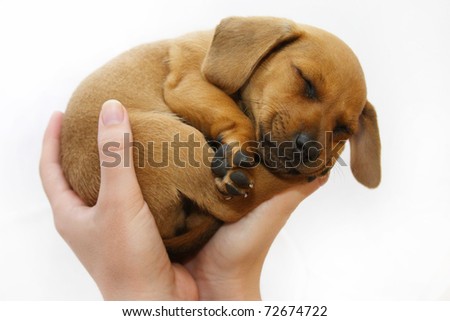 Diário dos Sonhos Lúcidos de Emerson Pawoski - Página 14 Stock-photo-hands-holding-puppy-72674722