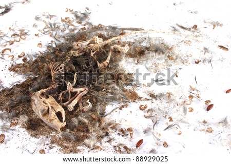 Field+Mouse+Life+Cycle Decomposing life cycle of a grey field mouse (Mus Musculus) - day 047 ...