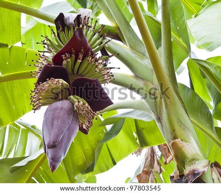 Banana Tree Stock Photo 97803545 - Shutterstock