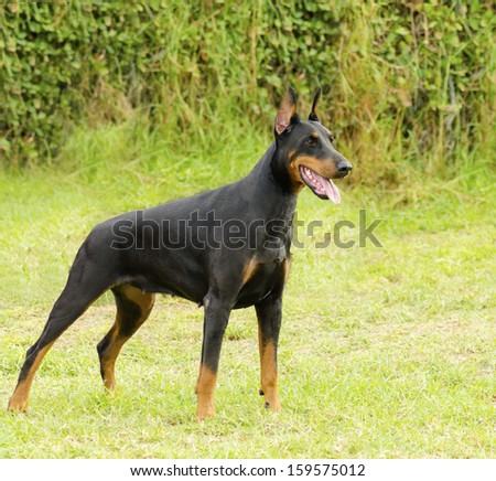 Doberman Stock Photos, Royalty-Free Images & Vectors ... Doberman Stock Photos, Royalty-Free Images & Vectors ...