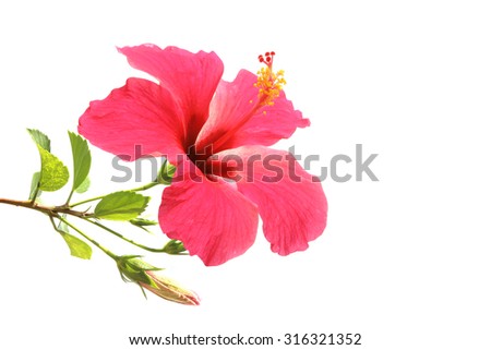 Hibiscus Stock Photos, Royalty-Free Images & Vectors - Shutterstock