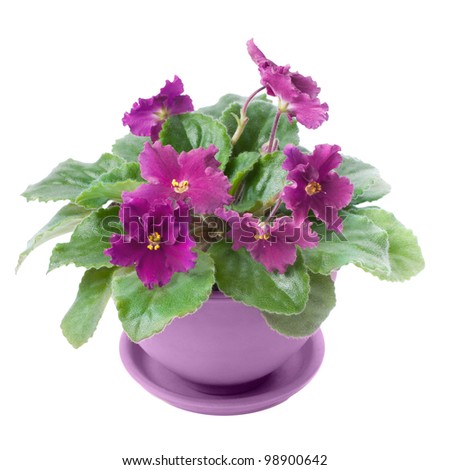 ¡Los Houseplants púrpuras están trayendo la parte posterior atractiva!