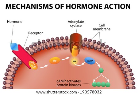 Steroid hormones bind to