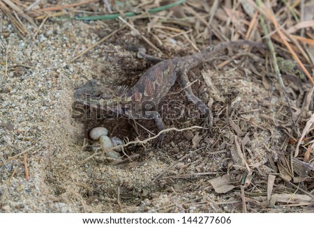 lizard eggs lay reptile laying egg shutterstock