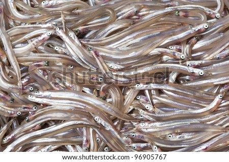 Sand-eel Stock Images, Royalty-Free Images & Vectors ...