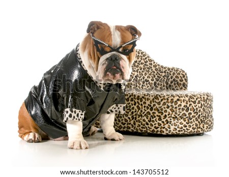 stock-photo-female-bulldog-humanized-with-leather-coat-and-glasses-sitting-beside-couch-isolated-on-white-143705512.jpg