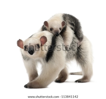 Anteater Stock Photos, Royalty-Free Images & Vectors - Shutterstock