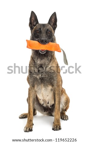 Belgian-shepherd Stock Photos, Illustrations, and Vector Art Belgian-shepherd Stock Photos, Illustrations, and Vector Art