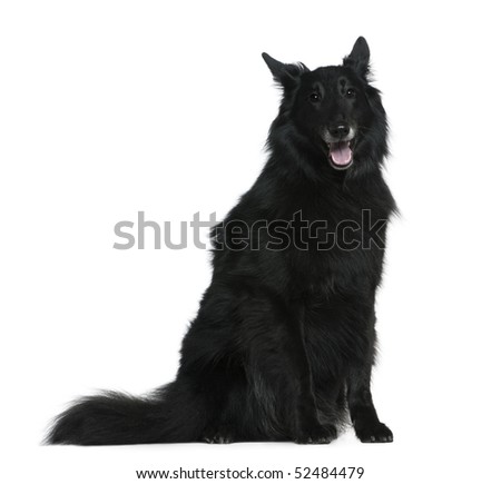 Belgian-shepherd Stock Photos, Illustrations, and Vector Art Belgian-shepherd Stock Photos, Illustrations, and Vector Art