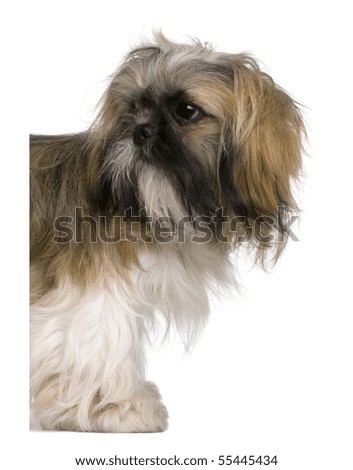Shih Tzu, 3 years old, peering around white board against white Shih Tzu, 3 years old, peering around white board against white
