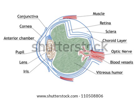 Human Eye Anatomy Stock Photos, Images, & Pictures | Shutterstock