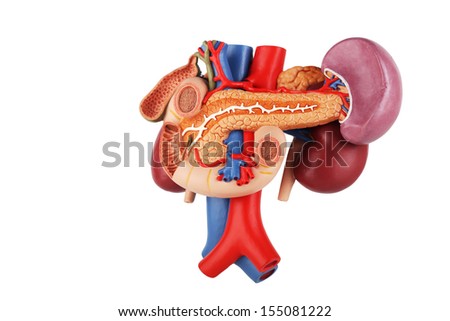 Urology Stock Photos, Images, & Pictures | Shutterstock