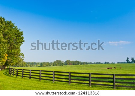 Green pastures of horse farms. Summer landscape. - stock photo