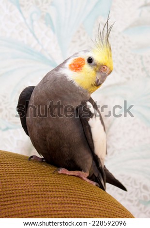 Closeup of a Cockatiel (Nymphicus hollandicus) bird - stock photo