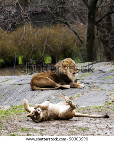 كــــــن أســــــــدً~ Be A Lion Stock-photo-lioness-rolling-on-sand-for-her-lion-who-lays-on-a-rock-50303590