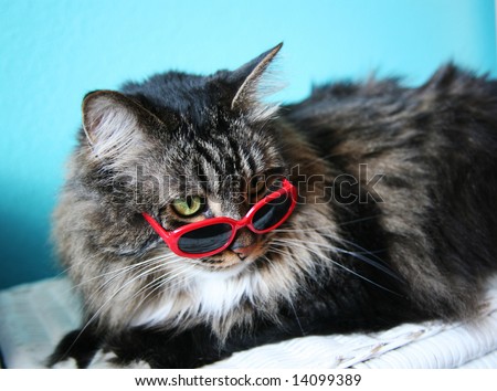 http://thumb9.shutterstock.com/display_pic_with_logo/90028/90028,1214236767,6/stock-photo-humorous-image-of-a-cat-in-sunglasses-shallow-depth-of-field-14099389.jpg