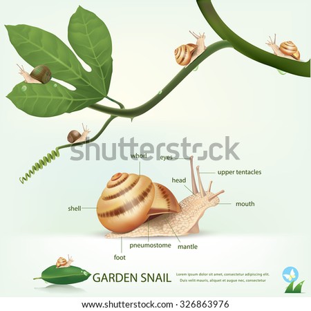 Snail Stock Images, Royalty-Free Images & Vectors | Shutterstock