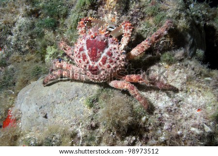 clinging channel crab marine mithrax shutterstock search illustrations