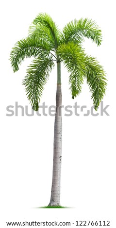 Tree Isolated On White Stock Photos, Images, & Pictures | Shutterstock