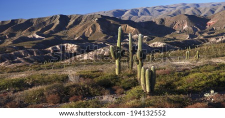 Los Cardones national park in northern Argentina - stock photo