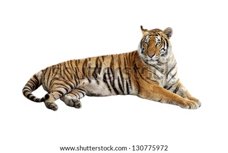 Tiger Stock Photos, Royalty-free Images & Vectors - Shutterstock