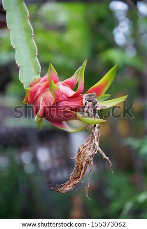  - stock-photo--dragon-fruit-in-farm-hylocercus-undatus-haw-brit-rose-155373062