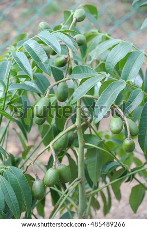 top 28 plum tree scientific name prunus angustifolia chickasaw plum java plum indian plant top 28 plum tree scientific name prunus angustifolia chickasaw plum java plum indian plant