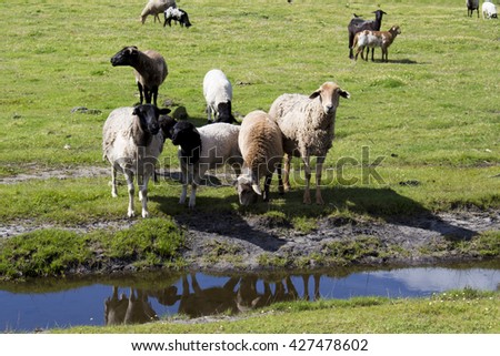 sheep springs single parents Sheep springs is named after tooh haltsooi (verdent springs or dibe bito another origin name is grassy field blowing in the wind, somewhat resembling waves on a. sheep springs single parents Sheep springs is named after tooh haltsooi (verdent springs or dibe bito another origin name is grassy field blowing in the wind, somewhat resembling waves on a.