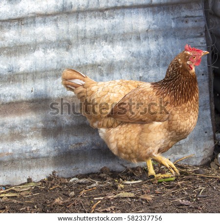 How to determine sex in chickens