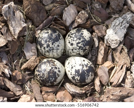 Killdeer Birds Lay Their Eggs Gravel Stock Photo 53389345 - Shutterstock