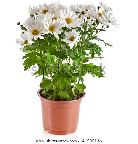 Stock Images similar to ID 73035604  chrysanthemum flowers in pot
