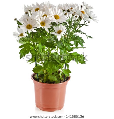 Stock Images similar to ID 73035604 chrysanthemum flowers in pot Stock Images similar to ID 73035604 chrysanthemum flowers in pot