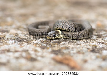 Baby Grass Snakes Stock Photos, Images, & Pictures | Shutterstock