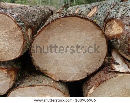 Tree ring dating oldest