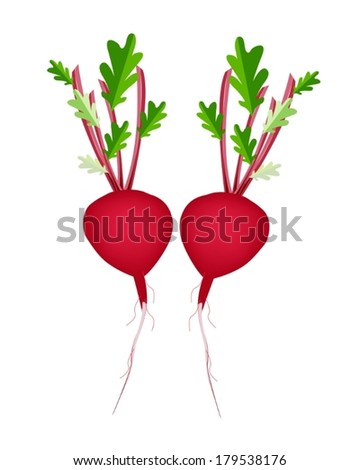 Beet Root clip art Free Vector / 4Vector